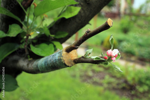 Live cuttings at grafting apple tree with growing leaves and flowers.
