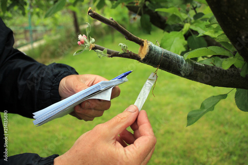 Gardener with notebook and pen in his hands inspections live cuttings at grafting apple tree.