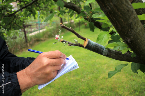 Gardener writes in notebook and inspections live cuttings at grafting apple tree with growing buds.