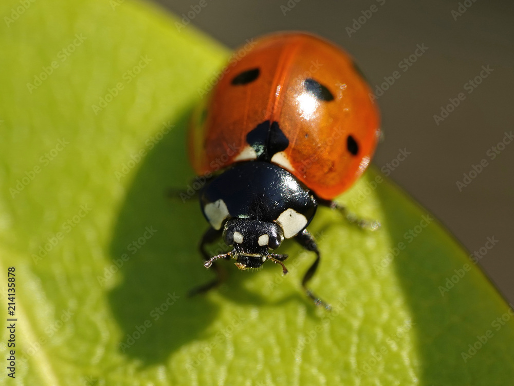 Fototapeta premium Seven-spot ladybird (Coccinella septempunctata)