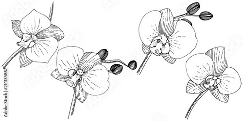 Orhid flower in a vector style isolated. Full name of the plant: orhid. Vector flower for background, texture, wrapper pattern, frame or border.