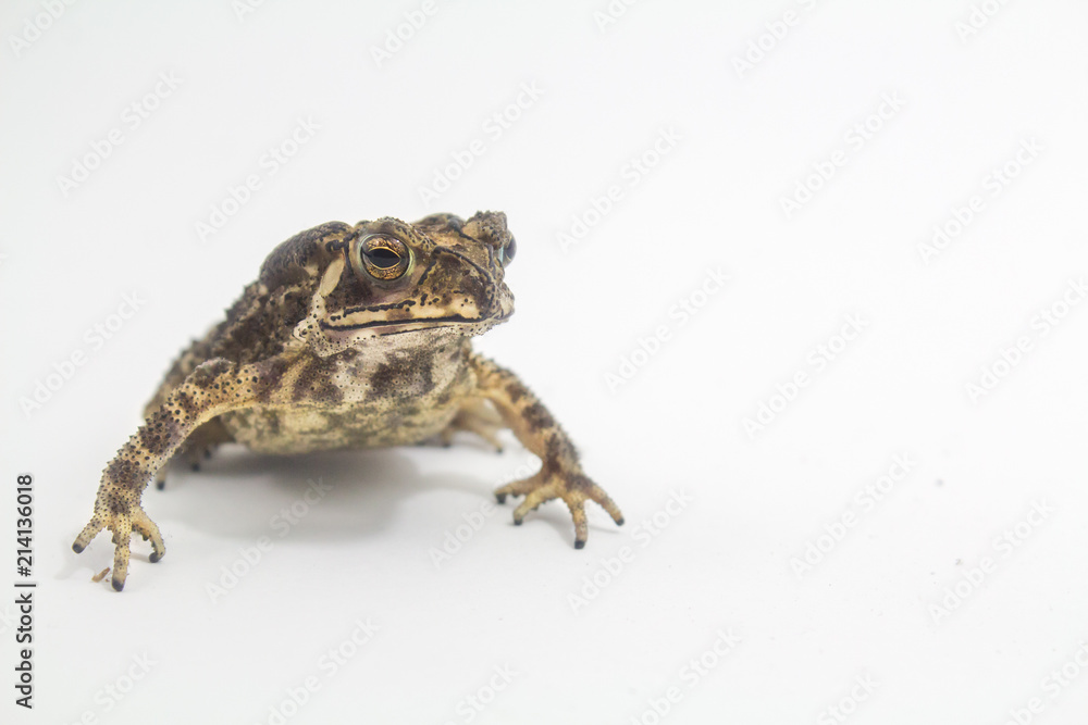 Fototapeta premium Toad Amphibian White Background form phuket Thailand