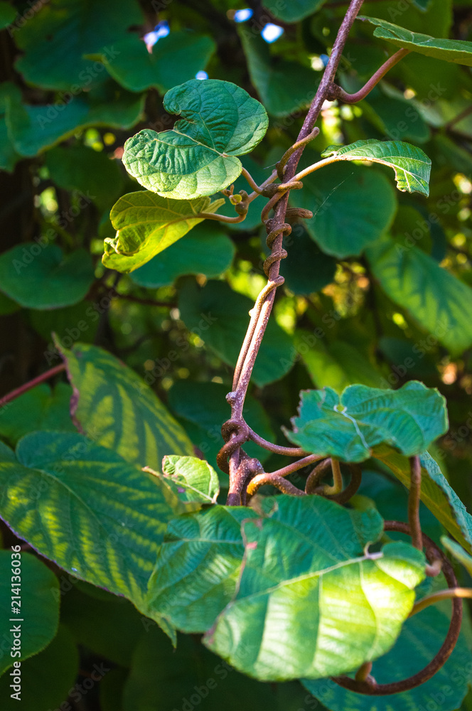 Green kiwi leaves on the vine, close up Green kiwi leaves on the vine, close up