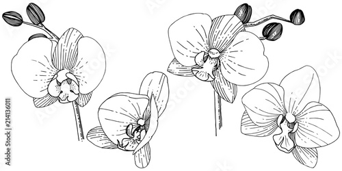 Orhid flower in a vector style isolated. Full name of the plant: orhid. Vector flower for background, texture, wrapper pattern, frame or border.