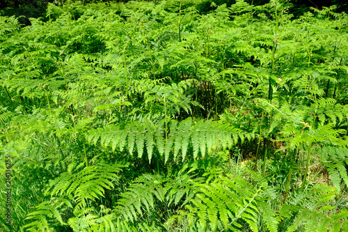 Close up of ferns growing in summer with good light.