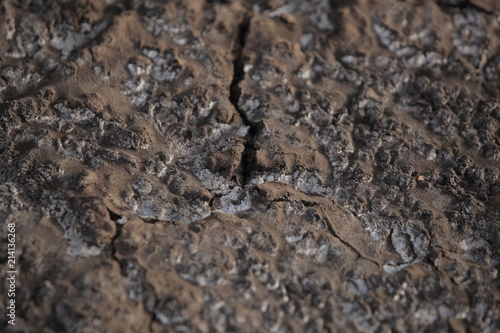macro background earth detail - cracked brown dry soil with white salt crystals on top  outdoors in Africa during dry season