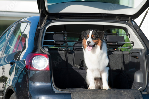 Australian Shepherd im Kofferraum eines Autos photo