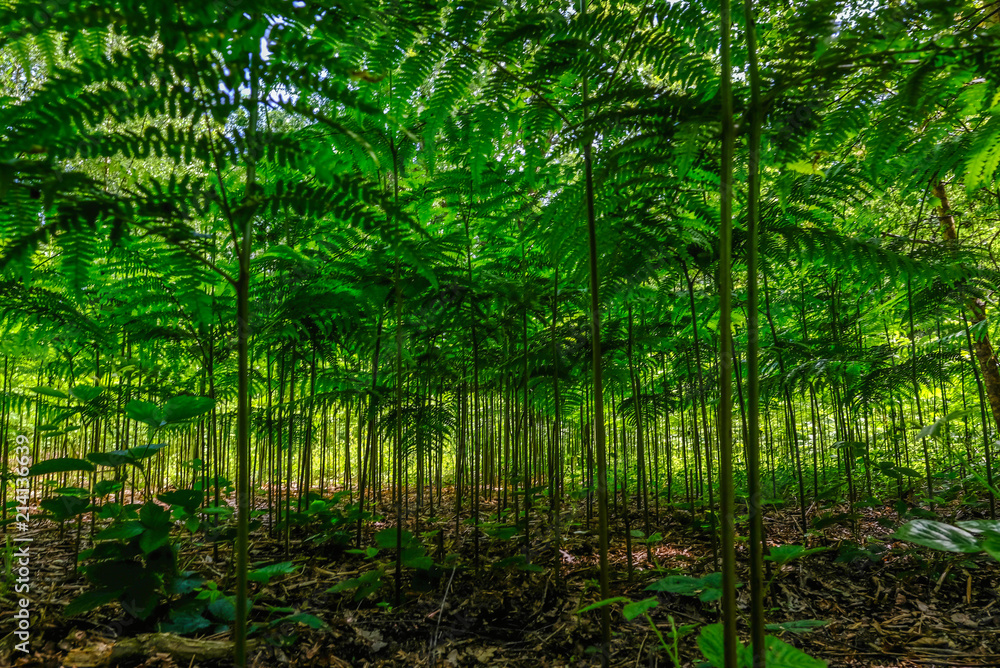 Undergrowth in a patch of ferns growing in the forest in Essex uk. Undergrowth in a patch of ferns growing in the forest in Essex uk.