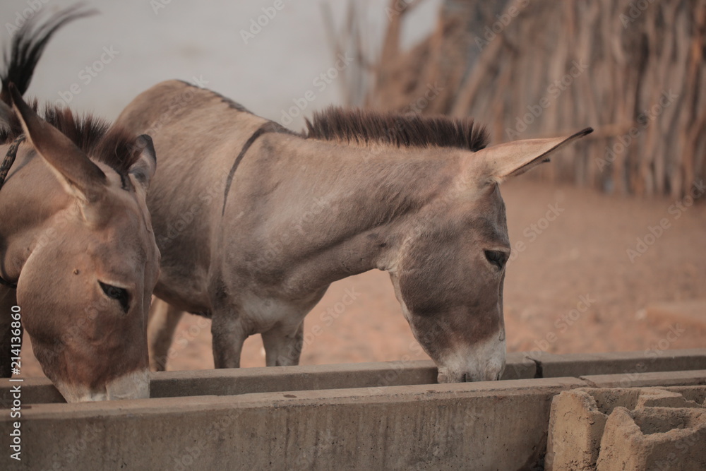 Naklejka farm animals outdoors - donkeys drinking out of a stone container by a well in the Gambia, Africa
