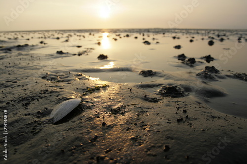 Muschel vor Sonnenuntergang im Watt vor Cuxhaven, Deutschland photo