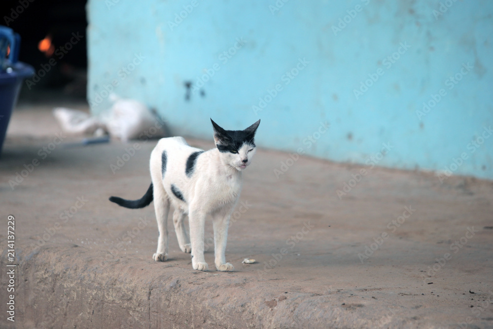 Fototapeta premium beautiful skinny black and white single cat stands on a sandy soil by blue wall, outdoors on a sunny summer day
