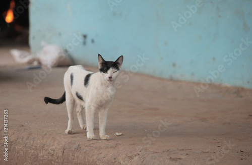 beautiful skinny black and white single cat stands on a sandy soil by blue wall, outdoors on a sunny summer day
