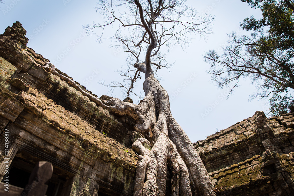 Obraz premium Angkor Wat Cambodia Ancient temple ta nei tomb raider