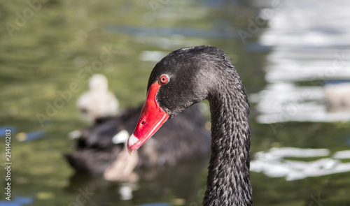 Portrait of a black swan in the pond against the backdrop of his family.