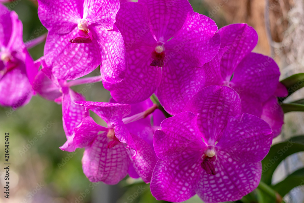 Beautiful Purple orchid flower tree with Beautiful Purple orchid flower tree with