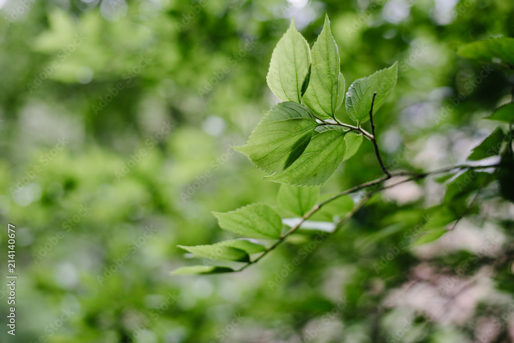 Leaves Leaves