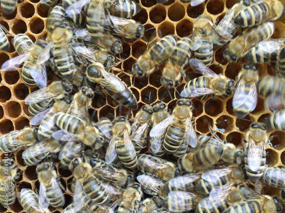 Bienenkönigin auf Wabe Bienenkönigin auf Wabe