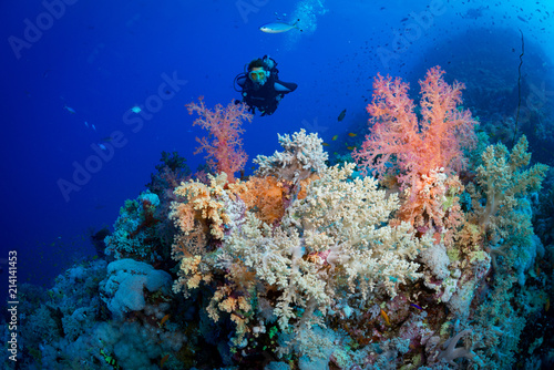 Photography Woman diver explores the colours on the reef at the Habil Jafar dive site in the