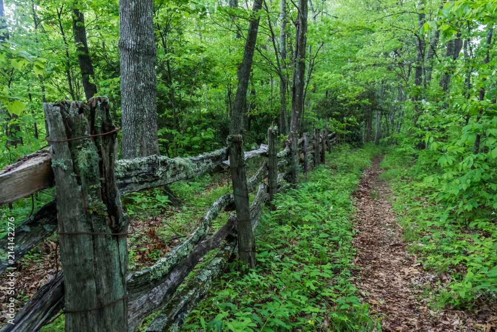 Cataloochee Divide Trail in Great Smoky Mountains National Park and primitive fence row in background Cataloochee Divide Trail in Great Smoky Mountains National Park and primitive fence row in background