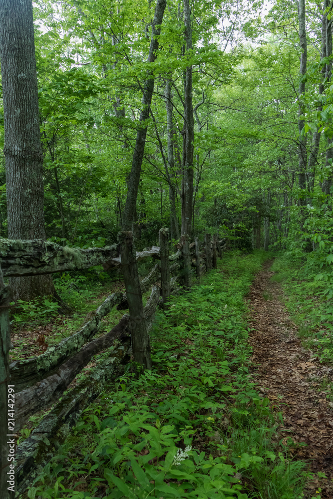 Cataloochee Divide Trail in Great Smoky Mountains National Park and primitive fence row in background