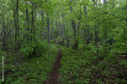 Cataloochee Divide Trail in Great Smoky Mountains National Park