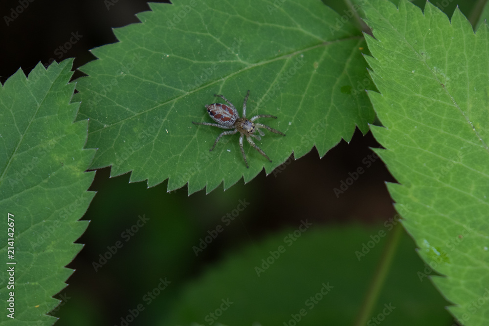Small spider sitting on green leaf Small spider sitting on green leaf