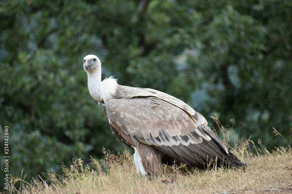 Closeup of a beautiful vulture sitting on a meadow in a park in Germany Closeup of a beautiful vulture sitting on a meadow in a park in Germany