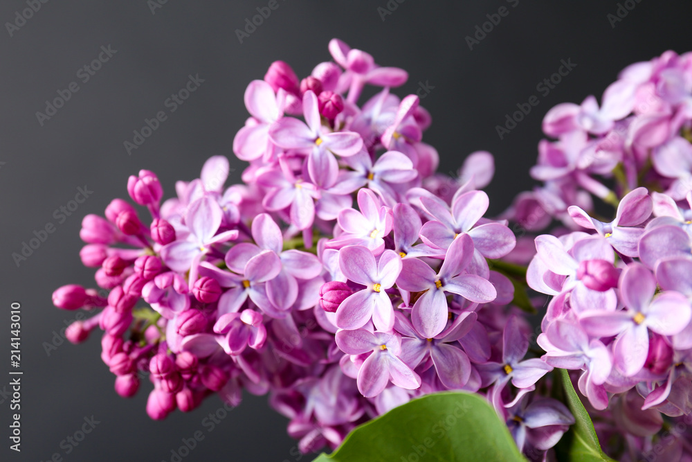 Beautiful blossoming lilac on dark background. Spring flowers Beautiful blossoming lilac on dark background. Spring flowers