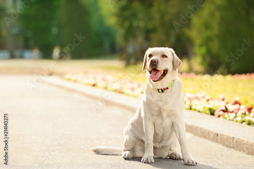 Cute yellow labrador retriever outdoors on sunny day