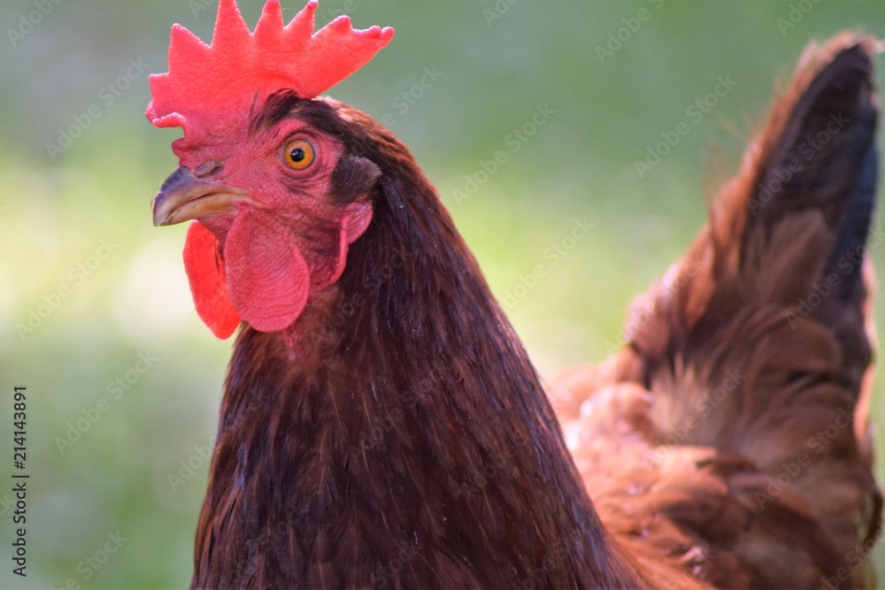 Photography chicken rhode island red