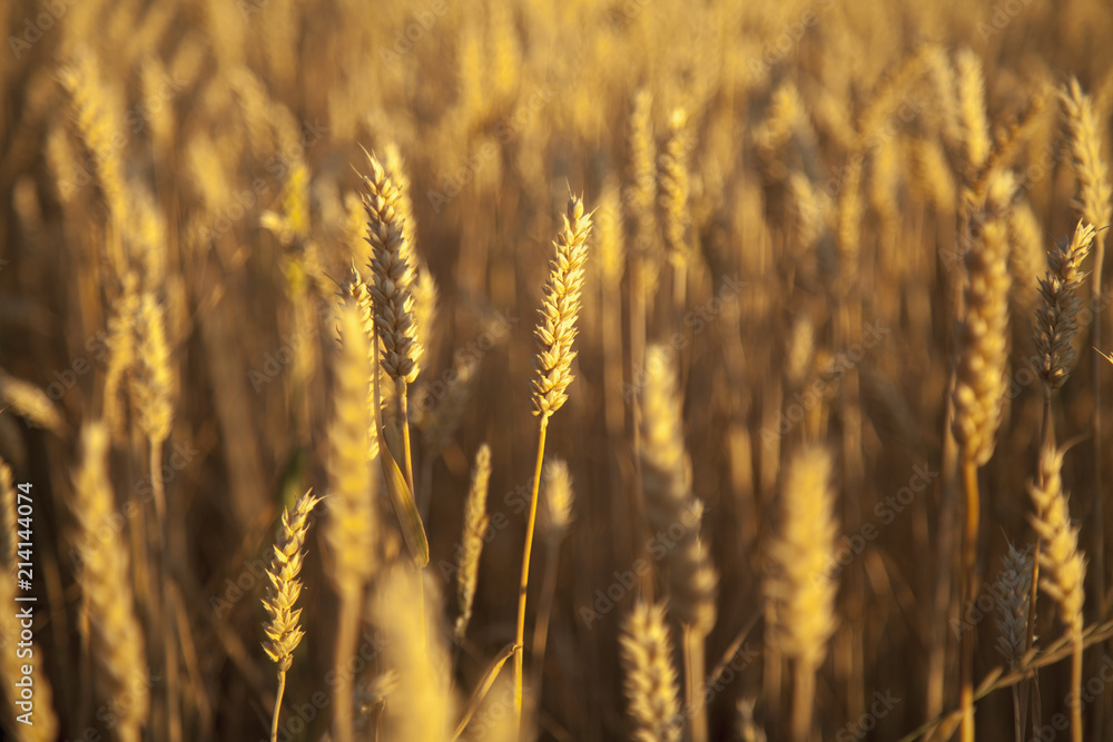 Barley field background against blue sky and sunlight. Bottom view. Agriculture, agronomy, industry concept. Barley field background against blue sky and sunlight. Bottom view. Agriculture, agronomy, industry concept.