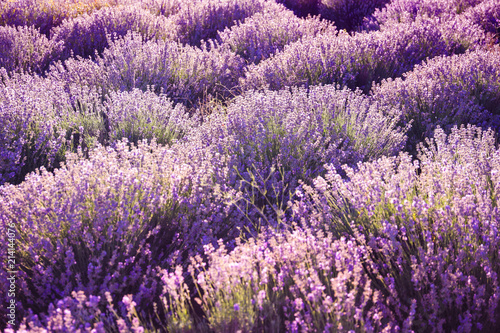 Beautiful blooming lavender in field on summer day