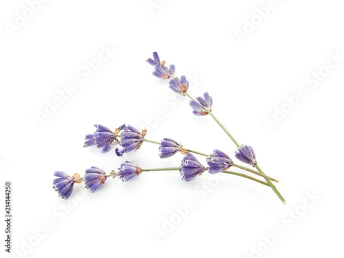 Fototapeta Naklejka Na Ścianę i Meble -  Beautiful blooming lavender flowers on white background