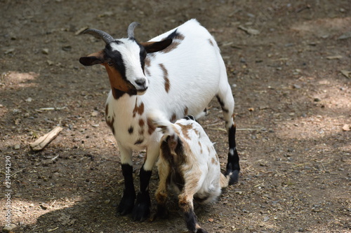 Closeup of a colorful goat with her baby drinking milk in a park in Germany