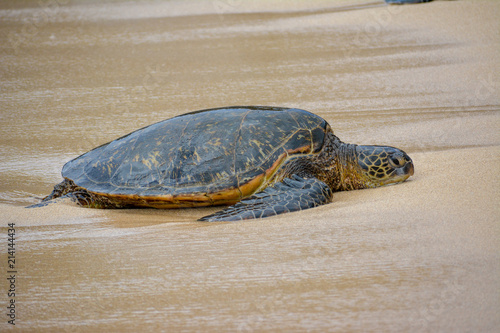 Turtle resting on a sandy beach in Hawaii