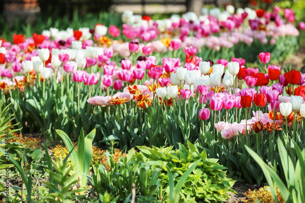 Beautiful blossoming tulips outdoors Beautiful blossoming tulips outdoors