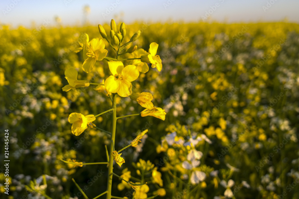 Canola Plantation