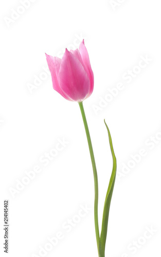 Fototapeta Naklejka Na Ścianę i Meble -  Beautiful tulip on white background