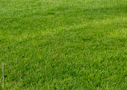 Green shaved manicured lawn