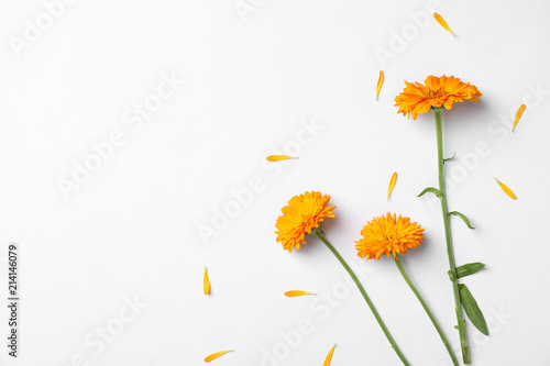 Flat lay composition with wild flowers on white background