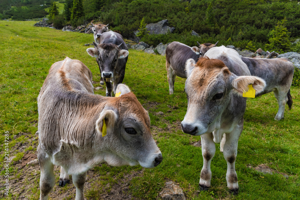 custom made wallpaper toronto digitalJungrinder auf der Alm im Stubaital