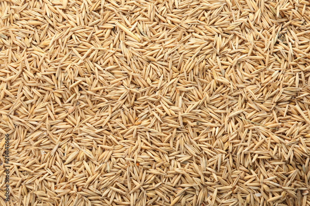 Raw oats as background. Healthy grains and cereals