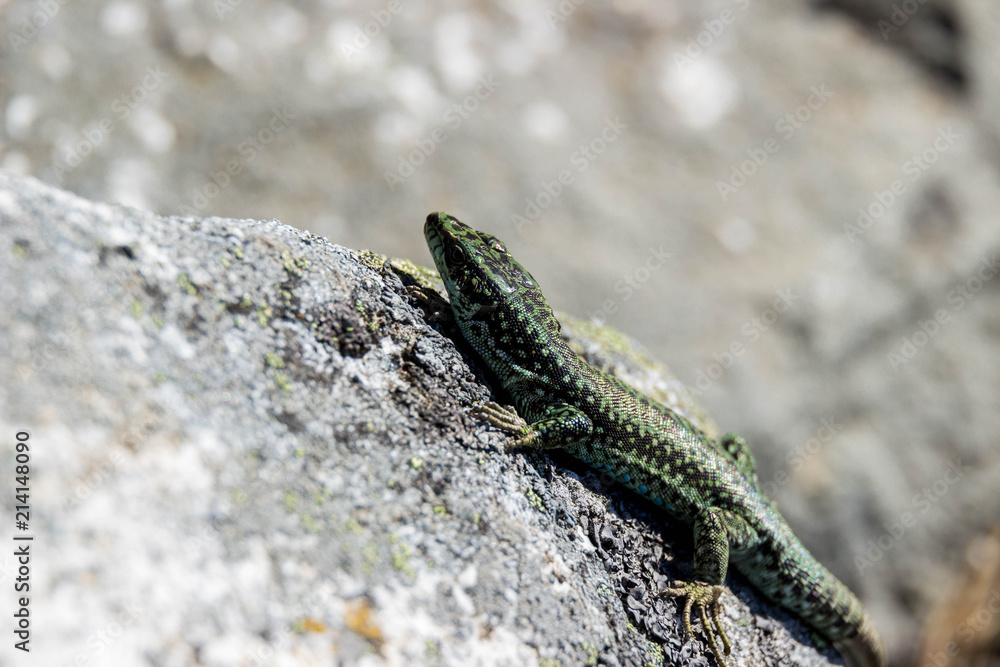 lizard on rock lizard on rock