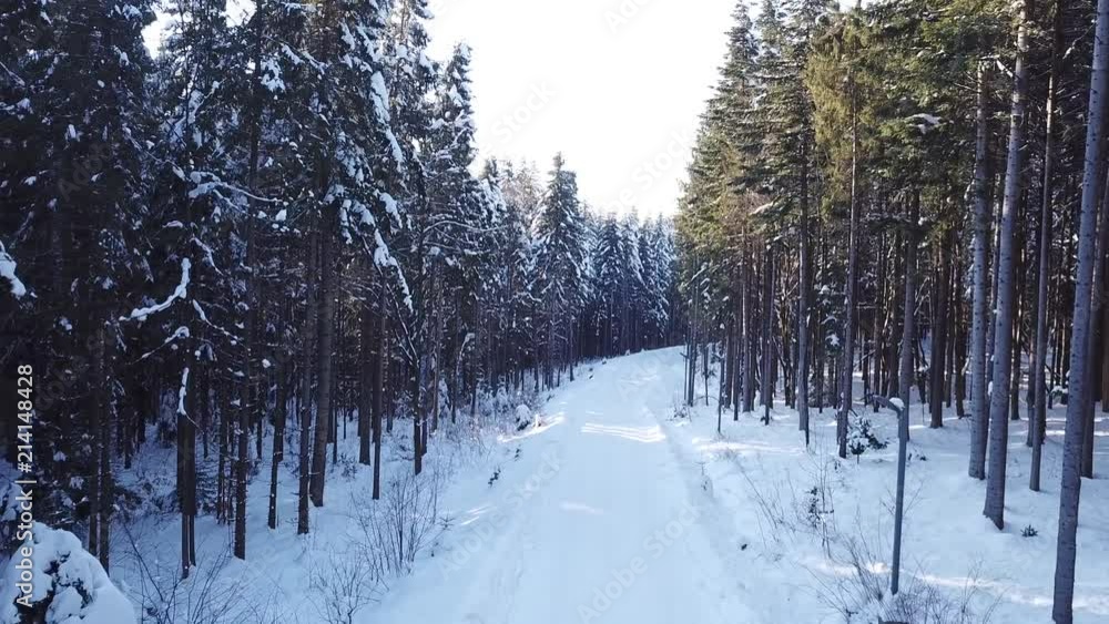 Pine winter forest. Aerial view Pine winter forest. Aerial view
