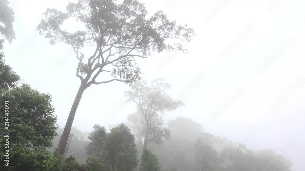 tropical rainforest treetop in the fog tropical rainforest treetop in the fog