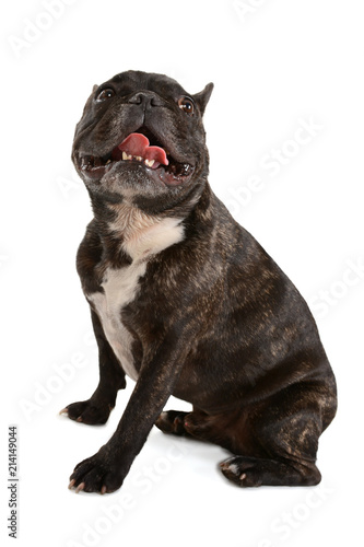 Fototapeta Naklejka Na Ścianę i Meble -  French bulldog, Canis lupus familiaris isolated on white background