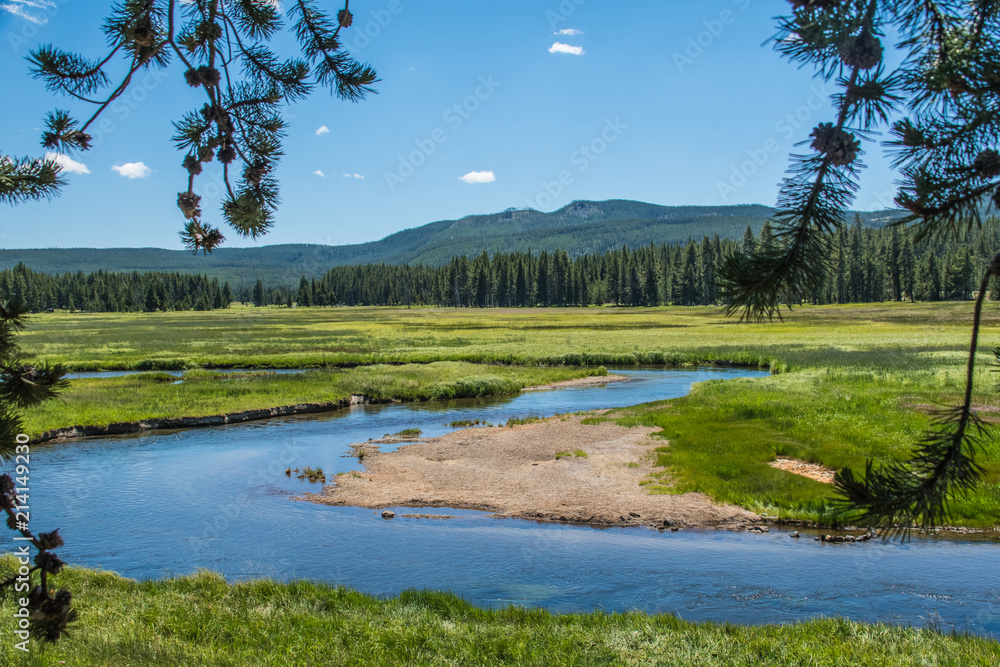 Meadow - Yellowstone National Park Meadow - Yellowstone National Park