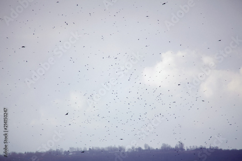 lot of birds in the sky