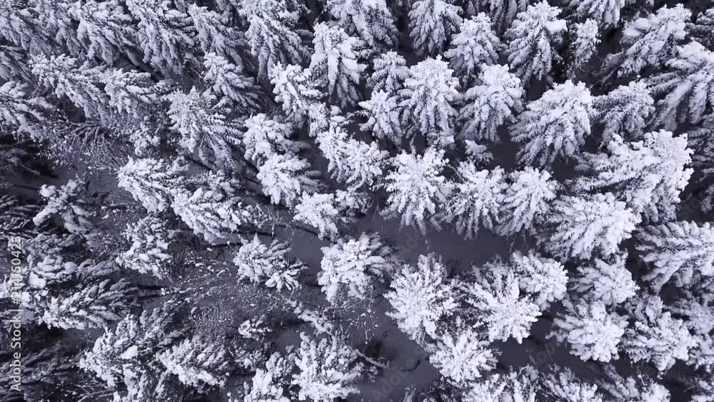 Winter coniferous forest with a copter. View from above. Aerial view Winter coniferous forest with a copter. View from above. Aerial view