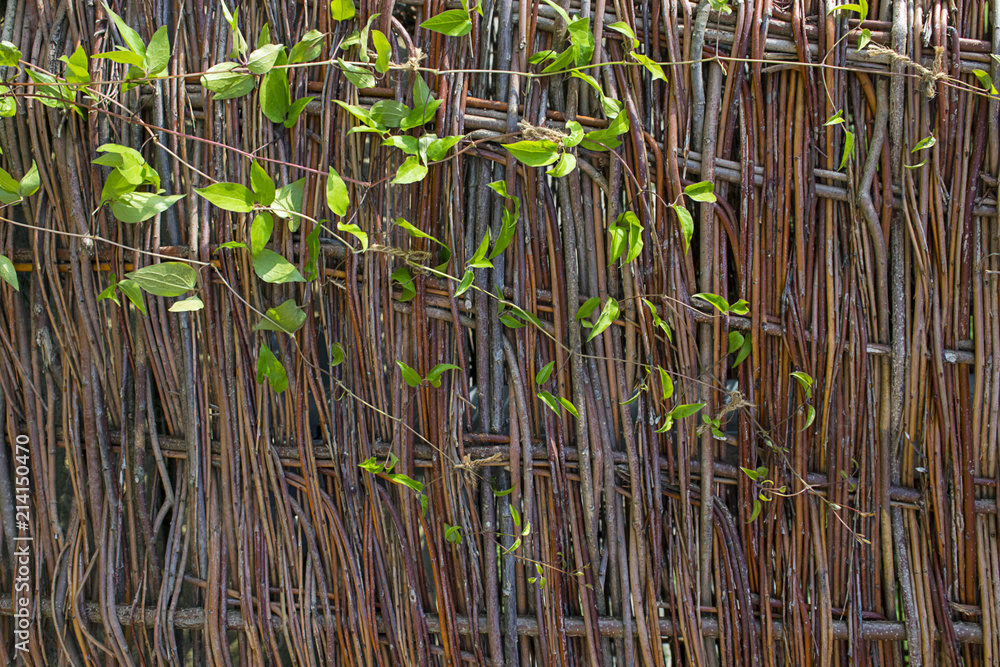 Obraz premium Wicker fence with green leaves